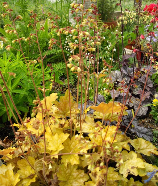 Heuchera 'Ginger Ale' photo